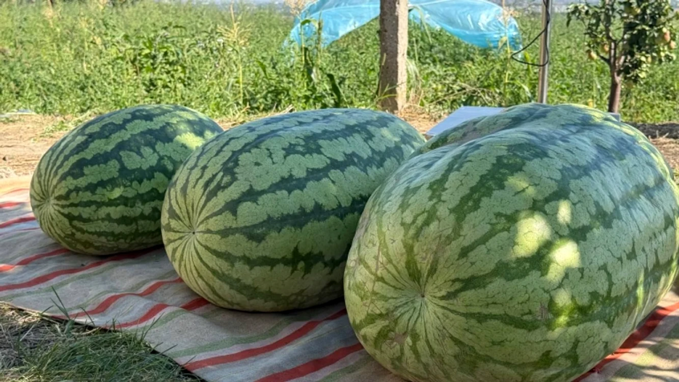 pepeni moldova