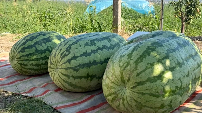 pepeni moldova