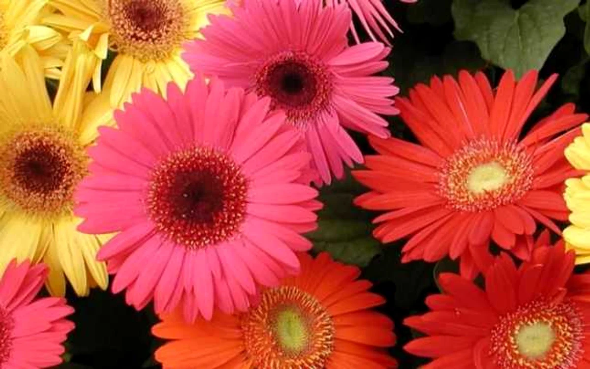 gerbera