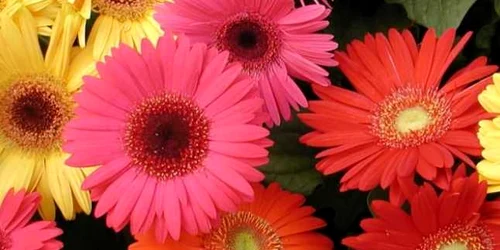 gerbera