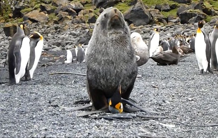 Focile se împerechează cu bieţii pinguini în jur de cinci minuteFoto: Universitatea din Pretoria