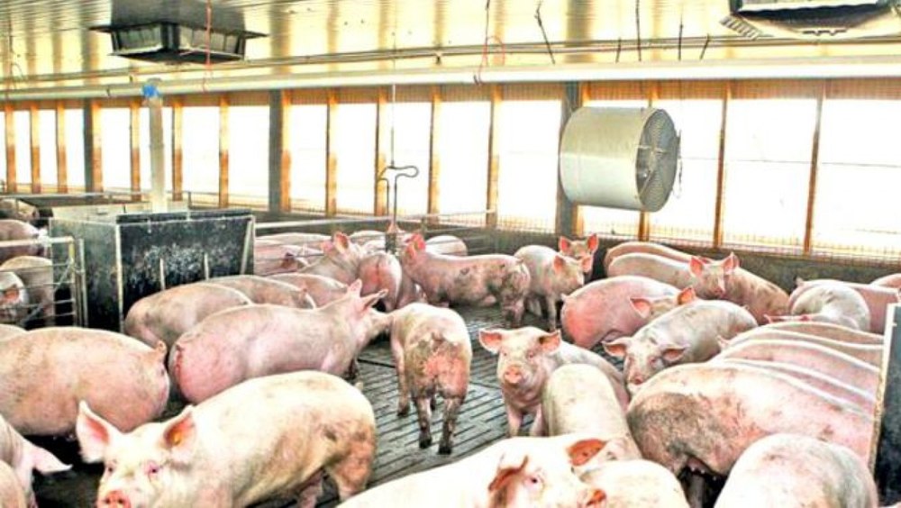 România se alătură campaniei de stopare a pestei porcine africane