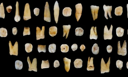 Dinţi preistorici descoperiţi în China ar putea schimba cronologia migraţiei umane jpeg