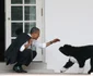 bo caine barack obama. foto gettyimages
