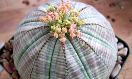 1 73352 original jpg jpeg