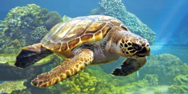 Ţestoasele trebuie să ajungă la suprafaţă pentru a respira