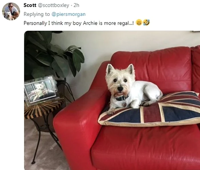 „Eu cred că Archie al meu e și el o regalitate” sau „Meghan și Harry și-au numit copilul după câinele meu”, au fost doar câteva dintre comentariile internauților 