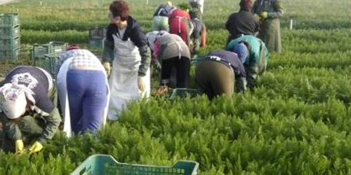 O femeie care pleacă în Spania la căpşuni va primi 37,81 de euro pe zi