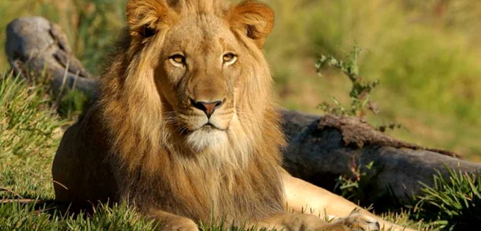 TEST Ce animal te reprezintă. Mândria este o trăsătură de personalitate pregnantă în cazul leului FOTO mokaziihainutesirestul.blogspot.com