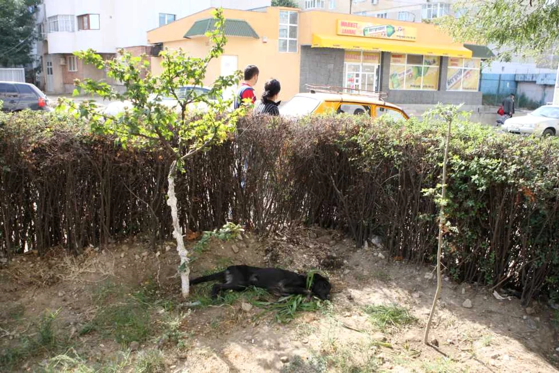 Unul dintre maidanezii otrăviţi zăcea într-un colţ al parcului din Năvodari şi abia mai respira