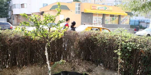 Unul dintre maidanezii otrăviţi zăcea într-un colţ al parcului din Năvodari şi abia mai respira