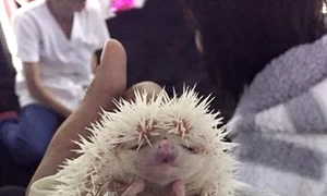 Oana Zăvoranu are un nou animal de companie, un arici jpeg