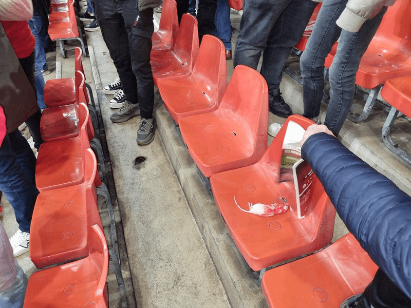 Şobolani morţi, aruncaţi de suporteri ai lui Charleroi către cei ai lui Standard Liege, în campionatul Belgiei