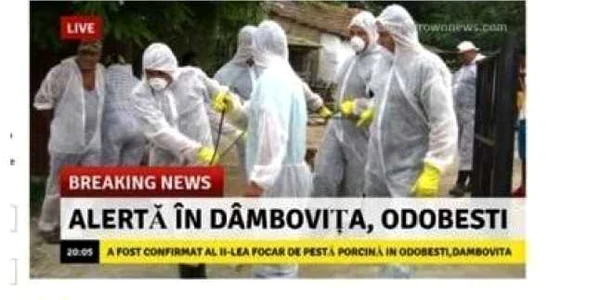 stiri pfalse pesta porcina