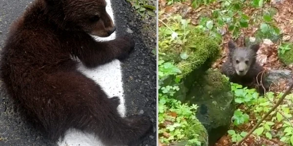 pui urs ranit foto ijj hunedoara 