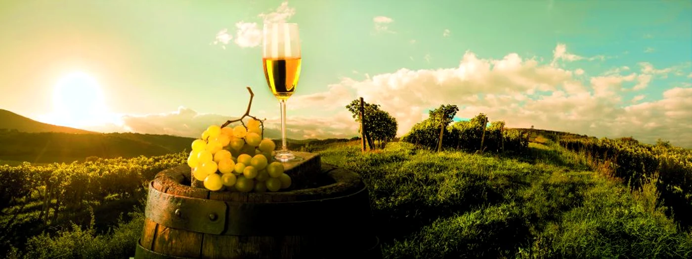 vita de vie struguri vin shutterstock 155360144 jpeg