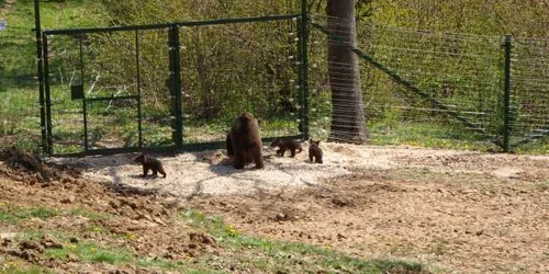Cei trei ursuleţi se joacă alături de mama lor. FOTOapmbears.ro