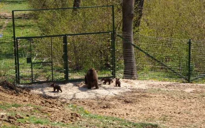 Cei trei ursuleţi se joacă alături de mama lor. FOTOapmbears.ro