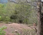 Hoţi de lemne surprinşi la furat de un pădurar şi puşi pe fugă cu focuri de armă în zona Valea lui Stan - Vâlcea Foto Facebook - în imagine o parte din arborii tăiaţi