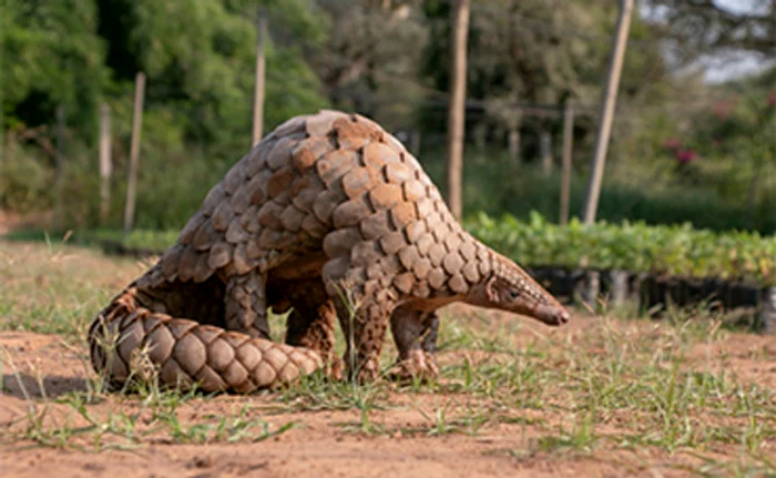 
    În aceste condiţii insalubre sunt vândute animale vii în provincia Hubei, China Foto: EPA-EFE  