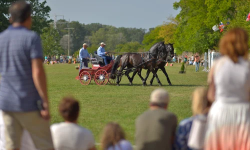 Karpathia Horse Show 2024 (19) jpg