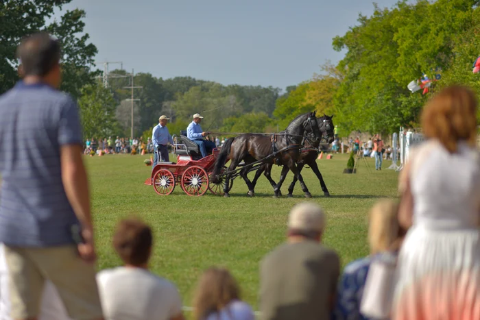 Karpathia Horse Show 2024 (19) jpg