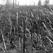 Enigma Tunguska, mai aproape de rezolvare: un nou studiu oferă un indiciu preţios jpeg