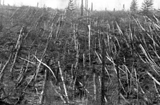 Enigma Tunguska, mai aproape de rezolvare: un nou studiu oferă un indiciu preţios jpeg