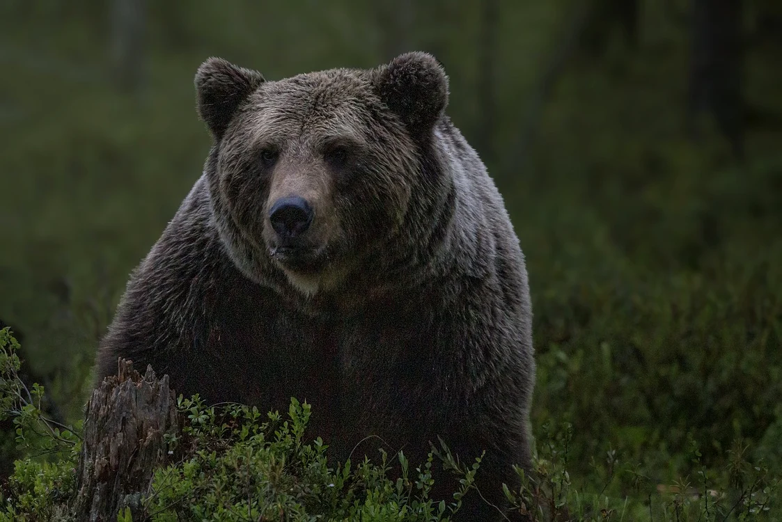 Ursul care a atacat-o pe tânăra a fost ucis / foto: Pixabay