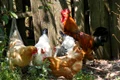 chicken 88507 1280 jpg