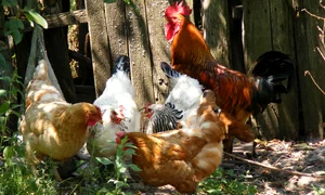 chicken 88507 1280 jpg