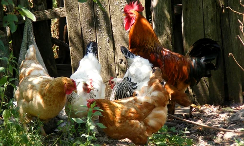 chicken 88507 1280 jpg
