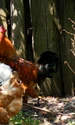 chicken 88507 1280 jpg