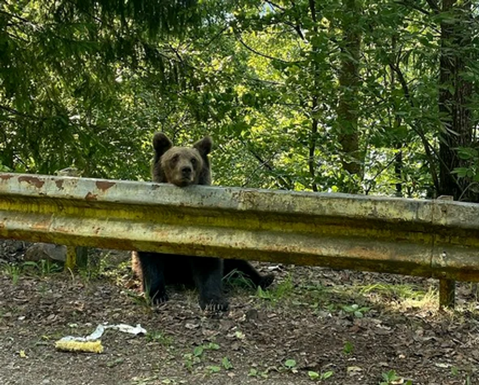 
    Urs, semnalat pe Transfăgărăşanfoto: News.ro  