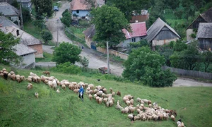 Gigi, descălecătorul jpeg