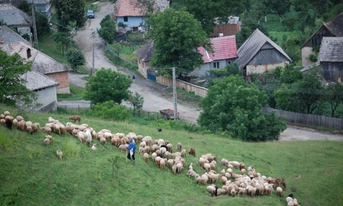 Gigi, descălecătorul jpeg