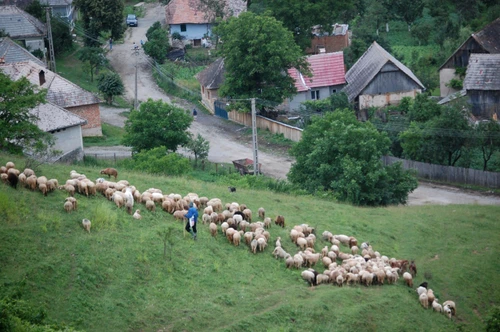 Gigi, descălecătorul jpeg