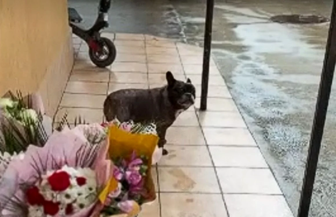 Câine lovit pe trecerea de pietoni, stăpân despăgubit / foto: captură video