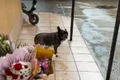 caine oradea captura video jpg