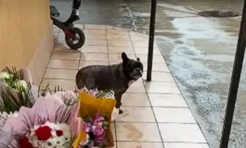 caine oradea captura video jpg