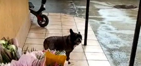 caine oradea captura video jpg