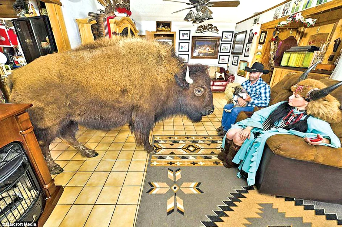 
    Bivolii Knukle  şi Wildthing  ascultă orbeşte  de stăpânul său  