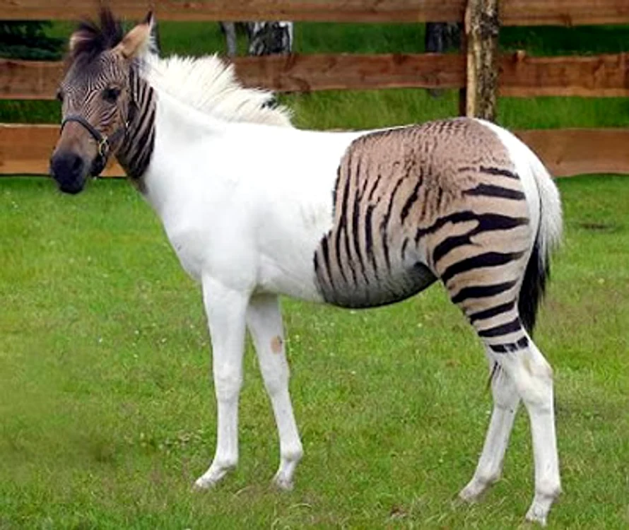 Ai jura că e Photoshop, dar e doar realitate. Imagini care te lasă perplex
