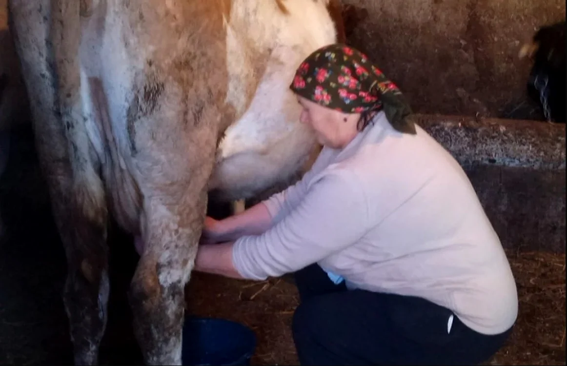 femeie mulge vaca