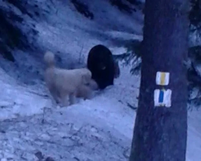 Ionică este bun prieten cu câinii de lângă Cabana Postăvarul FOTOArhivă.