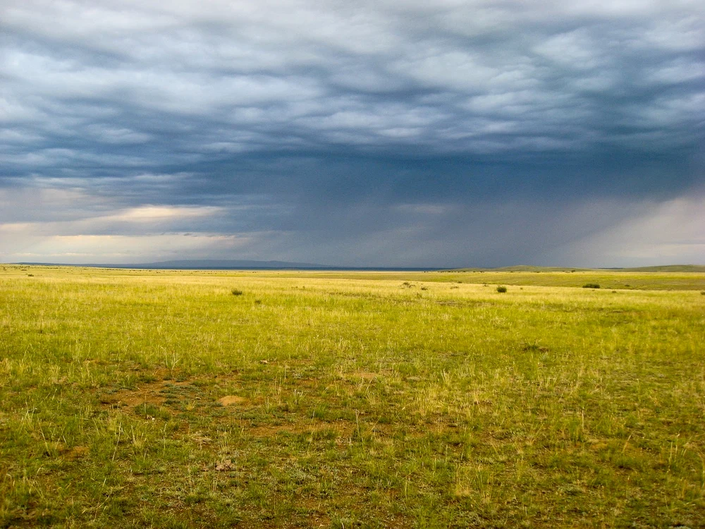 Viețuitoarea unică ce a fost observată în țara noastră, deși era dată dispărută / foto: Pixabay