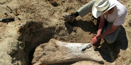 Cercetătorii sunt de părere că osul descoperit aparţine celui mai mare dinozaur de pe continentul american