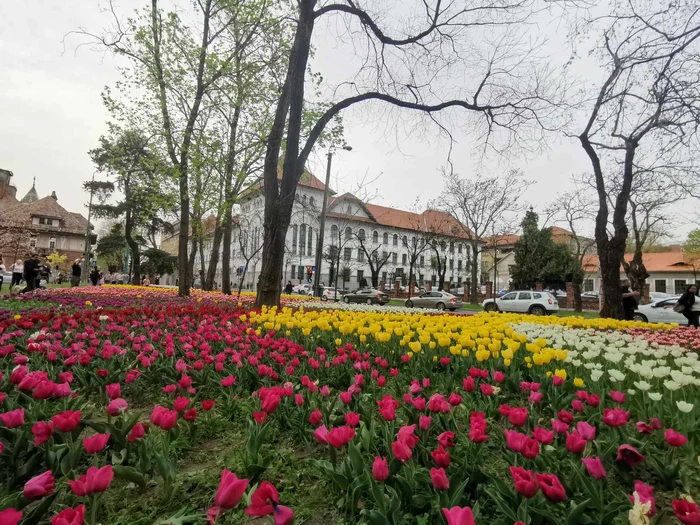 Simfonia florilor în Parcul Justiției FOTO Ștefan Both