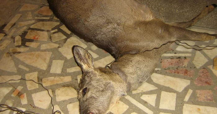 Căprioara a fost trimisă la Institutul de Diagnostic şi Sănătate Animală. Foto: Adevărul