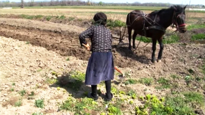 calul cu plugul este folosit de bulgarii din Targoviste in detrimentului tractorului